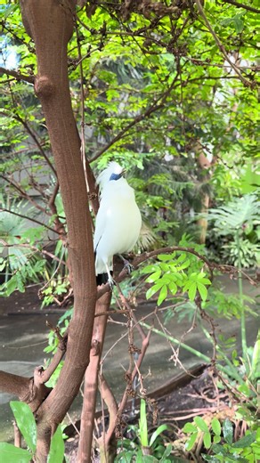 Bird Dance Performance at the Zoo