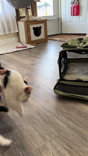 Introducing Our New Cat Sibling: A Gentle Transition