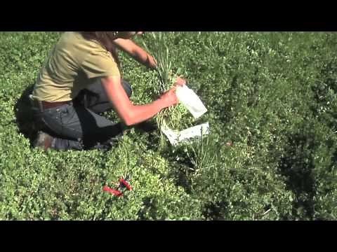 Rising Plate Meter