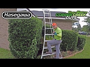 Tall Shrubs Vs. Taller Ladder (Hasegawa Tripod/Orchard/Landscape/Arborist Ladder)