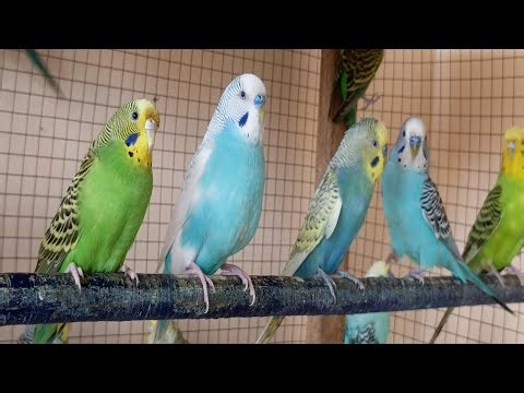 4 Hours of Happy Budgies Singing 🐦🎶 | Cheerful Parakeet Sounds for Joy & Relaxation