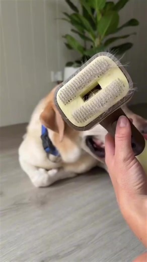 Essential Tools for Labrador Owners: Dog Brush & Vacuum