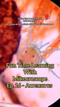 Arrenurus MITE #science #microscope #microbiology #learn #mikecroscope