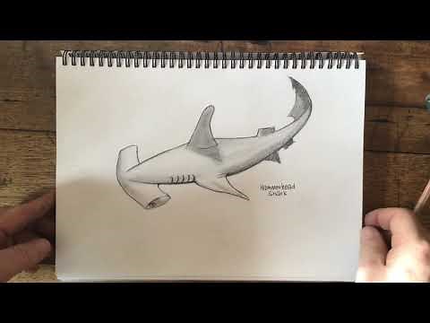 HOW TO DRAW A HAMMERHEAD SHARK