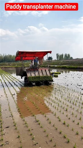 Paddy transplanter machine 🌾 #shorts #shortsfeed #trendingshorts