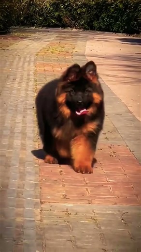 german shepherd dog 🐕🐕 || #royaldogs01 #ROYALDOGS