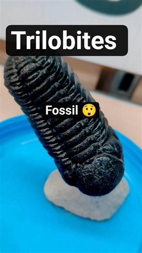 Trilobites Marine Arthropods that lived on the ocean floor over 500 million years ago! #therockspace