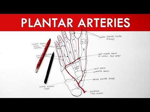 Plantar Arteries - Arterial supply to the foot | Anatomy tutorial