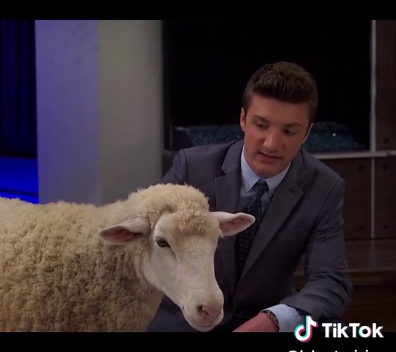 Kaz Returns to Normal After Sheep Trouble