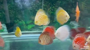 Discover the beauty of Discus fish!  Known as the 'King of the Aquarium,' these stunning fish are admired for their striking colors and graceful swimming. Ideal for experienced aquarists, Discus thrive in well-maintained, warm, and soft water environments. Elevate your tank with these majestic beauties, now available at PetZone! | Pet Zone Tropical Fish, San Diego, California | Facebook