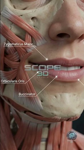 Facial Muscles Exploded View | 🔥 Face Muscles Revealed 😲 | scope 3d studio #facialmuscles #anatomy