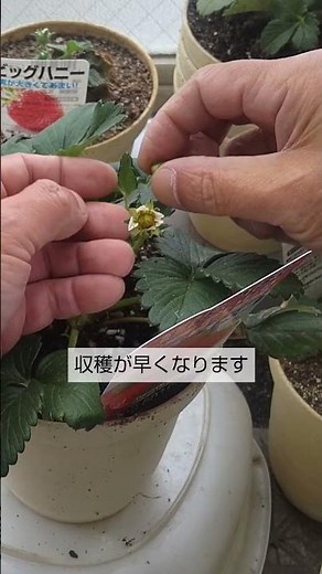 4/21【イチゴ】収穫と手入れ 植付け後は こうして手入れをすれば成長が早く大きく育って収穫が早くなります