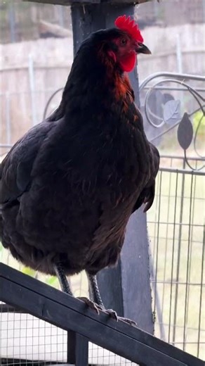 Caught My Chicken on the Coop 😂🐔 | Told Her to Get Down & She Did!
