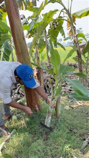 Proper rules for caring for banana trees
