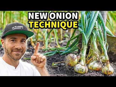 This Is, Seriously, The BEST Way To Grow Onions!