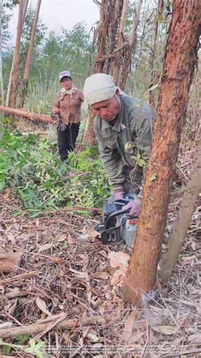 Lithium-battery powered logging chainsaw