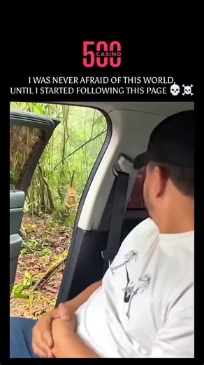 Extremely Wild on Instagram: "The Apex Encounter: Instincts in the Wild In this intense footage, we see a dramatic intersection between human, primate, and predator. The Leopard (Panthera pardus), known for its incredible stealth and power, is one of the most successful hunters in the animal kingdom. These solitary cats are remarkably adaptable, found across various landscapes from African savannas to dense forests. In this high-tension moment, the leopard’s focus is clear: it is a predator foll