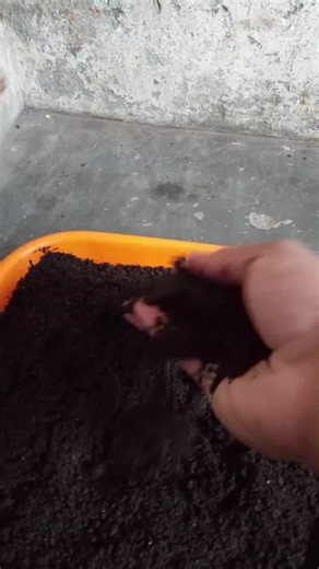 Benefits of Vermicompost Fertilizer for Gardening