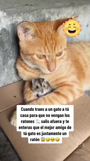 Gatos y ratones: ¿Amigos o enemigos?