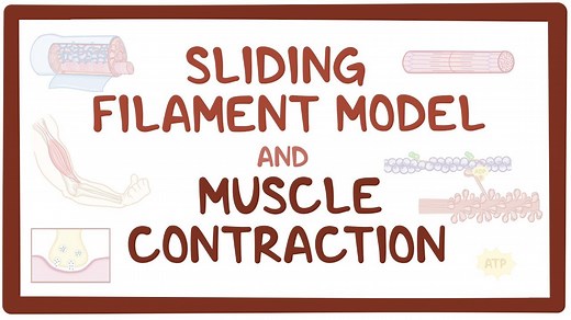 Sliding filament model of muscle contraction: Video, Causes, & Meaning | Osmosis
