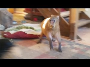 Crazy Capybara Jumps Around the House
