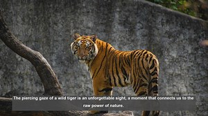 Top 10 National Parks for Tiger Sightings
