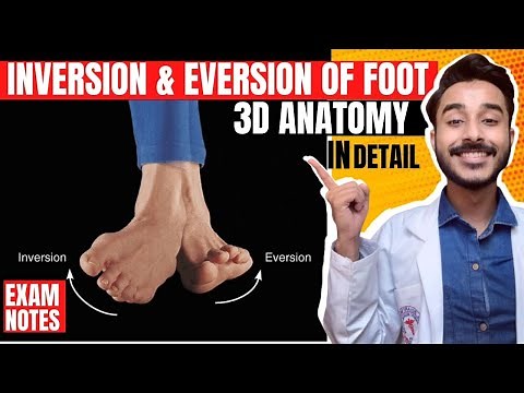 Inversion and eversion of foot anatomy | inversion of foot anatomy | inversion and eversion anatomy
