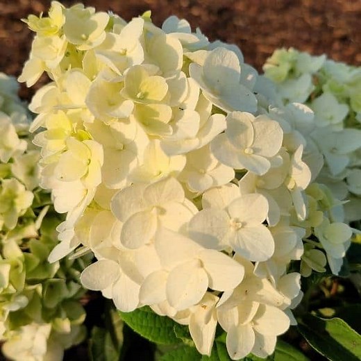 Little Hottie® Panicle Hydrangea - Grown By Overdevest