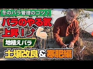 [How to Grow Roses] Tips for Caring for Roses in Winter ♪ Boost Your Roses' Motivation! Soil Impr...