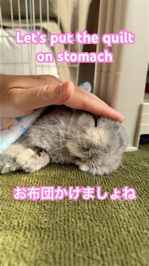 うさぎのぽんぽんにお布団をかけてみる Try to put a quilt on the rabbit's stomach