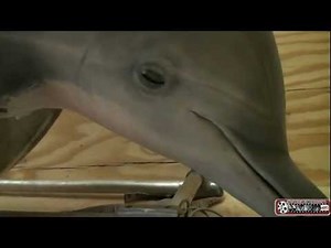 Original Animatronic Winter Dolphin puppets from the upcoming film Dolphin Tale