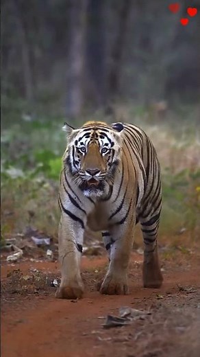 Nature scenery short video 🌿 | Nature video #24