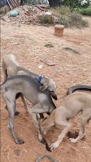 How to Train Hunting Dogs: Essential Wildlife Skills & Dog Education🐕🔥