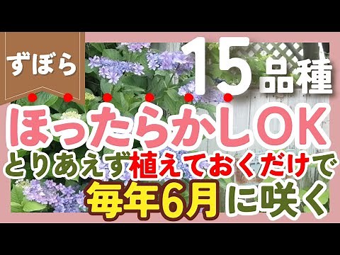 【ほったらかし】植えるだけで毎年6月に咲く植物💐15品種紹介！ずぼらガーデニングの花壇で大活躍‼️【ガーデニング】【園芸】