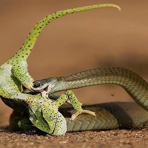 Snake Vs Chameleon Moments Join our group to see more videos and photos ❤ Animal World & Nature | Wildlife War