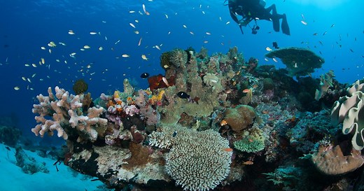 8 Easy Ways You Can Help Coral Reefs