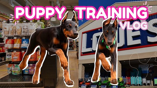 How to Seriously Train a Doberman Puppy