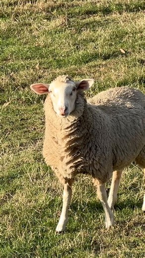 Where is the sheep running? #australia #farm