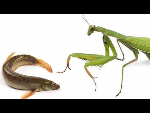 It's hard to believe that grasshoppers can hunt fish that live in water.