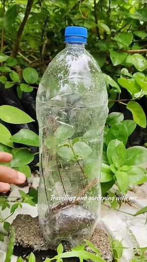 Plastic Bottle Planting Trick 🌱 | 10X Faster Plant Growth