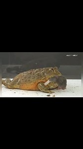 75K views · 495 reactions | Giant Asian Bullfrog Eating Rat | Insect Forest | Facebook