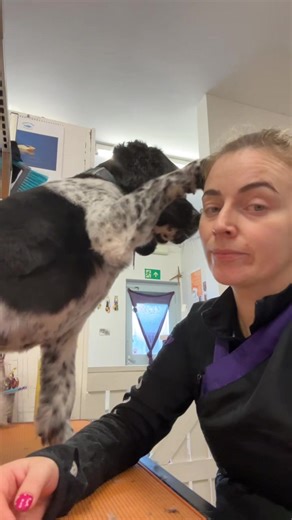 George the springer spaniel used to be terrified of the grooming process. Now he runs in the door and loves being in the table. It took a lot of patience to get to this but these are the parts of my job that makes it so rewarding #fearfreegrooming #doggrooming #springerspaniel #doggroomer #progress