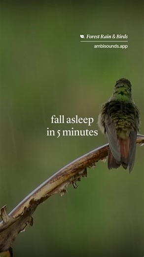 Fall asleep to calming rain and forest sounds. #ambientsounds #rainsoundsforsleeping #soundstosleep