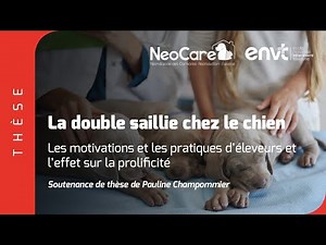 La double saillie chez les chiens de pure race en France