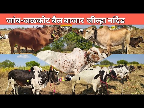 दि.20 मार्च 2026 !! जांब-जळकोट बैल बाजार जील्हा नांदेड