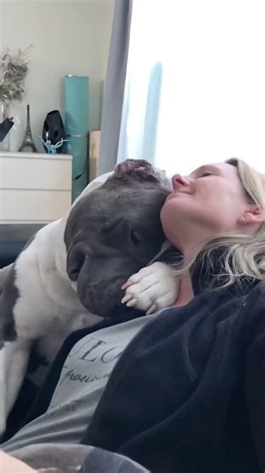 Dogs trust us with every fibre of their being 🥹❤️