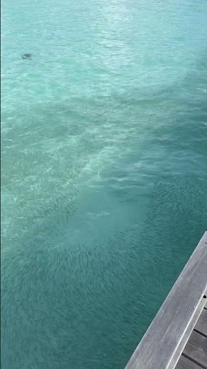Water villa jetty モルディブの水上ヴィラのジェッティ 馬爾代夫 #maldives #Milaidhoo #vacation #モルディブ #海 #ocean #马尔代夫米拉杜岛
