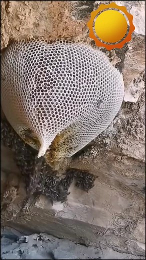 Exploring Beekeeping: How Bees Create Honey