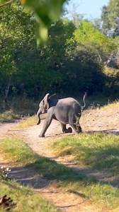 Family Panics as Baby Elephant Falls While Running - Jia Nan Helena | Cute Tings