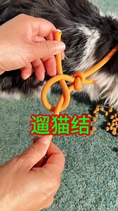 遛貓結學會這個繩結把貓咪帶出去就不怕丟失了，簡單又實用的繩結#實用繩結 #分享生活小技巧 #小常識記得收藏 #繩結打法 @抖音創作小助手 | 提百万女士